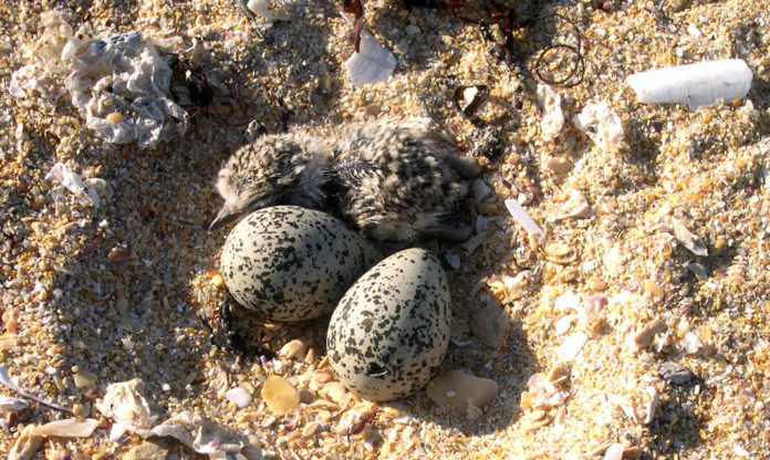 Unha cría de píllara, a carón de dous ovos nun dos seus niños. Foto: María Vidal.