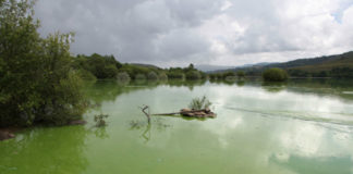 Encoro das Conchas, na conca do Limia, que sufriu varios episodios de contaminación por cianobacterias debido ao aporte de nitróxeno e fósforo producido pola actividade gandeira.