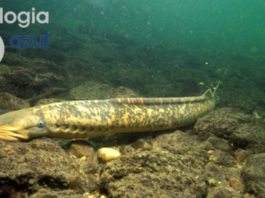 Exemplar adulto de lamprea macho. Foto: Manuel E. Garci.