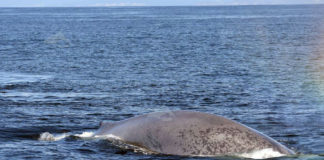 Balea azul avistada en 2017 nas costas de Galicia. Imaxe: BDRI.