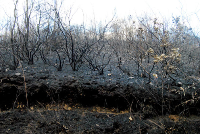 Monte dos Ancares afectado pola erosión tras os incendios de 2017. Foto: R. Pan.