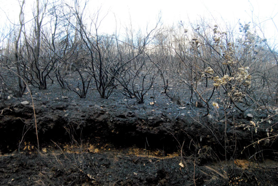 Monte dos Ancares afectado pola erosión tras os incendios de 2017. Foto: R. Pan.