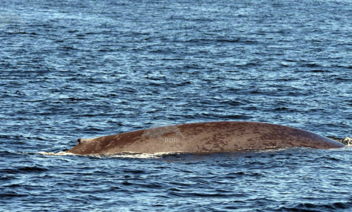 Fotografía da balea azul localizada este luns polo BDRI. Imaxe: BDRI.