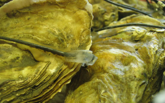 Os científicos franceses estudaron con electrodos a reacción das ostras. Imaxe: Jean-Charles Massabuau.
