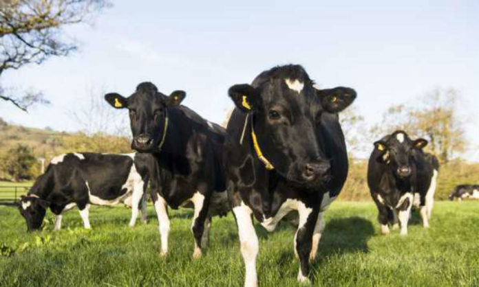 Vacas de leite en réxime de pastoreo. Foto: USC.