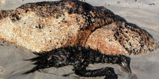 Mascato morto durante a marea negra na praia da Lanzada, no Grove. Foto: Adela Leiro [CC BY-SA 3.0], via Wikimedia Commons.