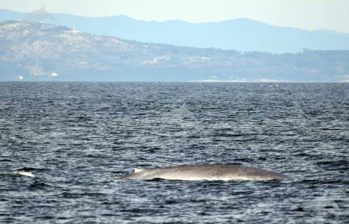 Balea azul avistada o 31 de outubro. Foto: BDRI.