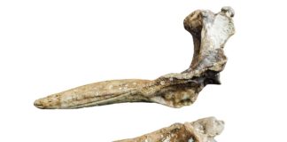 Fósiles da nova especie de cetáceo do Mioceno descrito pola SGHN.