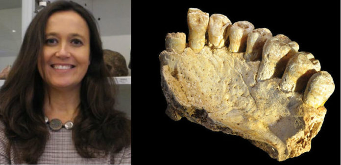 María Martinón (imaxe: Cenieh) e a mandíbula atopada en Israel (imaxe: Israel Hershkovitz).