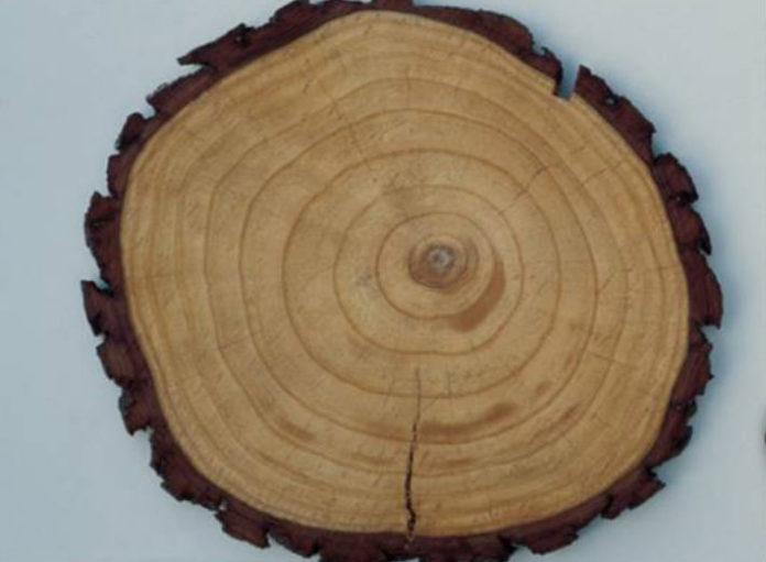 Aneis arbóreos de crecemento dun tronco de pino. Foto: CSIC.
