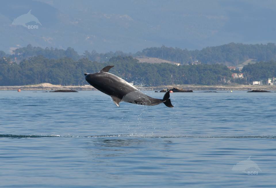 A imaxe do golfiño captada por BDRI.