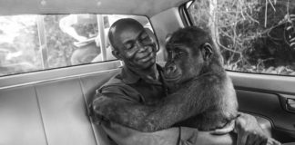 O gorila Pikin e o seu rescatador, Appolinaire . Foto: Jo-Anne McArthur.