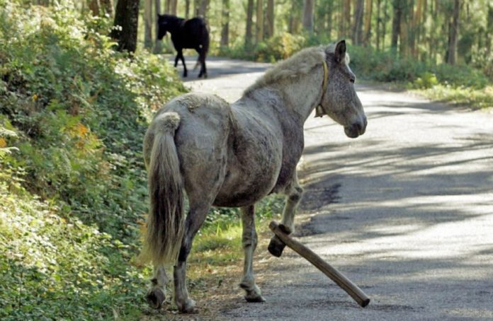 Libera estima que hai centos de cabalos con pexas en Galicia. Imaxe: @LiberaONG.