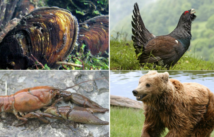 O mexillón de río, a pita do monte, o caranguexo de río e o oso pardo son catro das especies en perigo de extinció incluídas no Catálogo Galego de Especies Ameazadas que non contan con plans de recuperación.