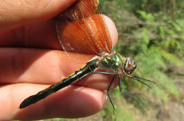 Femia de 'Oxygastra curtisii', unha das especies de libélula estudadas. Foto: Genaro da Silva.