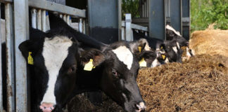 As granxas de ruminantes galegas, como as de vacas, teñen unha importante prevalencia do protozoo Cryptosporidium. Imaxe: sacratomato_hr - Moo - CC BY-SA 2.0.