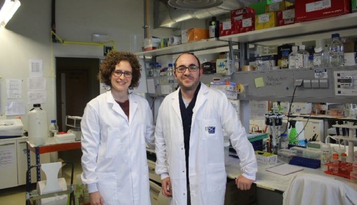 Miguel Fidalgo e Diana Guallar, investigadores do CiMUS que estudan as células nai. Foto: Paula Martínez Graña.