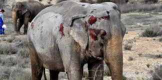 Un elefante ferido no accidente desta semana en Albacete. Imaxe: Infocircos.