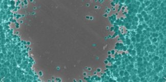 Imaxe microscópica da encima degradando o plástico PET. Fonte: Dennis Schroeder / NREL.