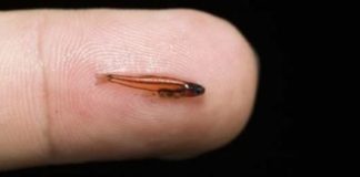 Imaxe do pequeno peixe “Paedocypris progenetica”.