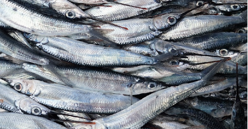 A pesar do volume da súa frota, o elevado consumo de peixe provoca que España teña que abastecerse de importacións: Imaxe: New Economics Foundation.