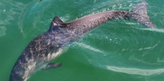 O estudo do Instituto para o Estudo dos Golfiños Mulares investiga a súa distribución nas nosas costas