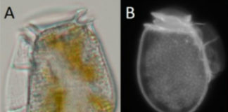 Micrografías das algas Dinophysis acuta (A) e D. cuminata, (B). Fonte: IEO.