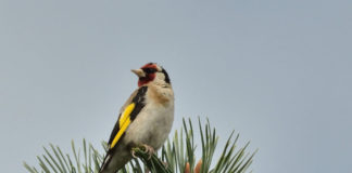 O xílgaro é unha das aves afectadas polas capturas para os concursos de canto. Foto: SGO.