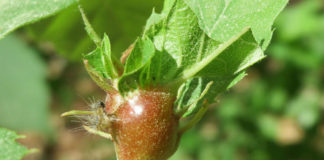 Exemplar de 'Dryocosmus kuriphilus' nunha folla de castiñeiro.