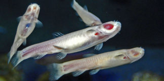 O 'Phreatichthys andruzzii' regula o seu ritmo biolóxico mediante os seus períodos de alimento. Imaxe: Hectonichus / CC BY-SA 3.0.