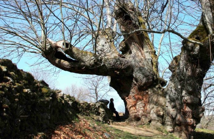 O de Pumbariños, no Souto de Rozabales, en Manzaneda, é un dos castiñeiros máis senlleiros de Galicia. Imaxe: Xunta de Galicia.
