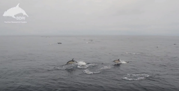 [VÍDEO] A espectacular banda de golfiños nas illas Cíes