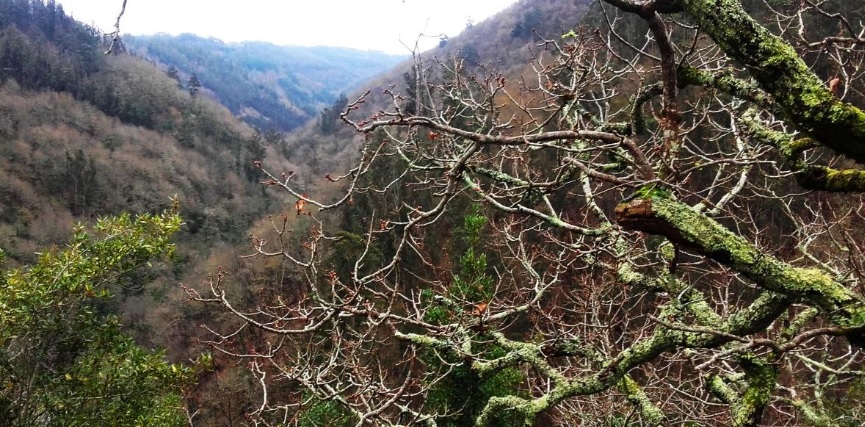 A cor das Fragas do Eume muda ao longo do ano, ao ritmo que marcan os liques, as follas caducas e as perennes. Fonte: turismo.gal.