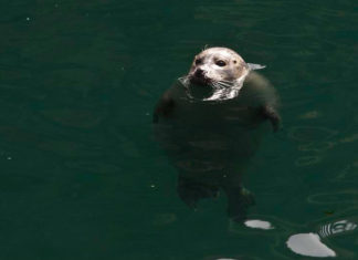 Unha das focas do Aquarium Finisterrae. Foto: MC2.
