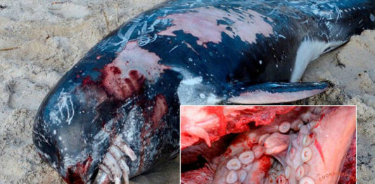 Pola boca do arroaz boto asomaban uns raxos de polbo, e na necropsia atopouse que a cabeza do cefalópodo estaba no estómago do cetáceo. Foto: CEMMA.