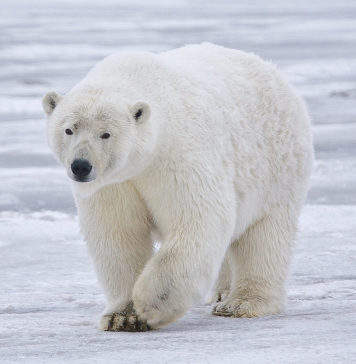 Os osos polares son ameazados polo desxeo.