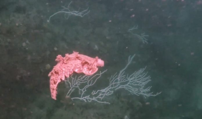 A babosa de mar atopada en Arousa ten a capacidade de nadar contraendo o seu corpo. Imaxe: GEMM.