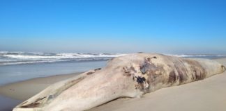 A balea común apareceu na praia de Mira, ao sur de Aveiro. Foto: Elia Costa/ SPVS.