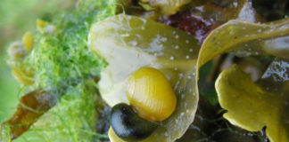 O caracol 'Littorina fabalis' destaca pola diversidade da súa cor. Imaxe: Duvi.