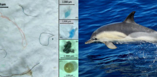 Atoparónse centos de microplásticos nos 35 contidos estomacais de golfiños que foron estudados.