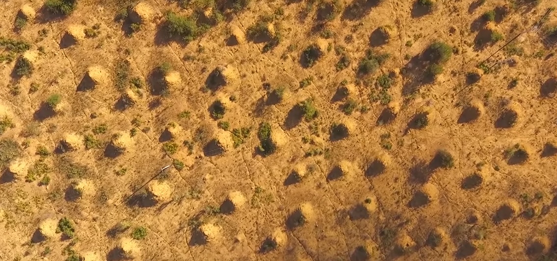 Vista aérea dos "murundus" creados polas termitas. Fonte: Current Biology.
