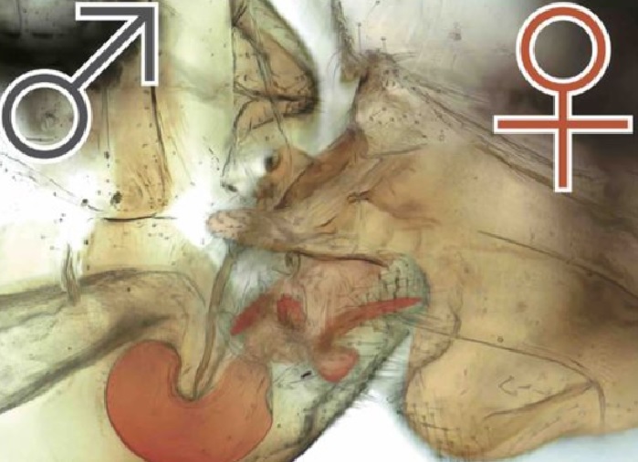 En vermello, estrutura semellante ao pene durante a cópula entre un macho e unha femia de "Neotrogla curvata". Fonte: Biology Letters.