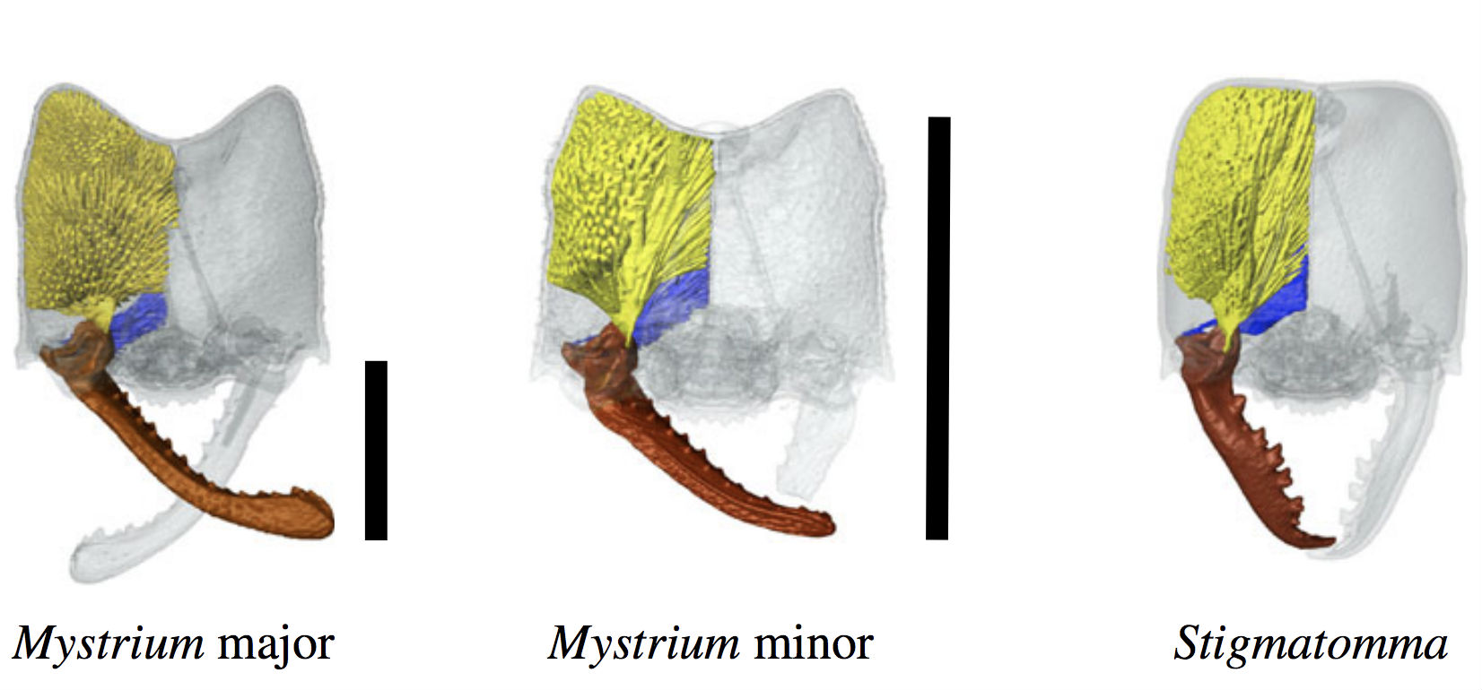 Morfoloxía da mandíbula da 'Mystrium camillae'. Fonte: Royal Society Open Science.