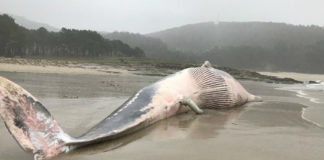 A balea común varada este sábado en Valarés (Ponteceso). Imaxe: GES de Ponteceso.