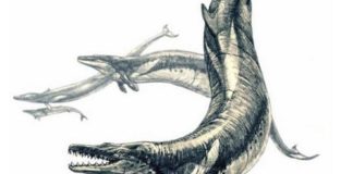 A "Basilosaurus isis", hoxe extinta, podía acadar os 15 metros e tiña un longo fuciño e dentes afiados. Fonte: PlosONE.