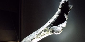 Fósil dun hadrosauro exposto na Casa das Ciencias da Coruña. Imaxe: R. Pan.