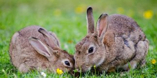Os coellos destacan pola súa promiscuidade e poligamia, ao contrario que outros mamíferos que optan pola monogamia.