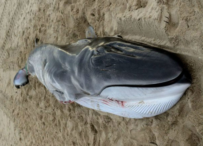 Cachorro de balea común que morreu onte na costa de Muxía. Foto: Cemma.