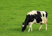 A enfermidade hemorráxica epizoótica afecta os ruminantes, como as vacas.