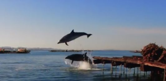 Imaxe dos arroaces saltando entre bateas en Galicia. Imaxes: BDRI.